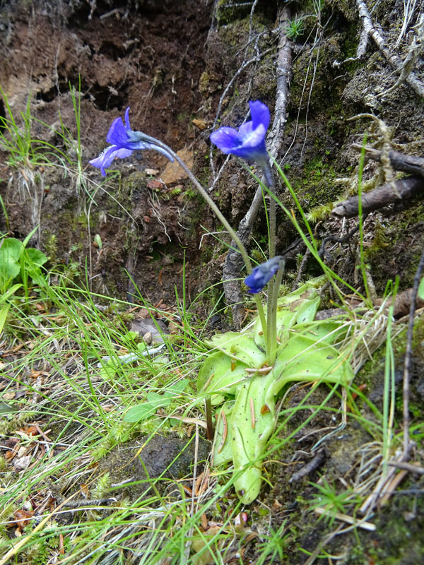 Pinguicula leptoceras  (Lamiales - Lentibulariaceae)